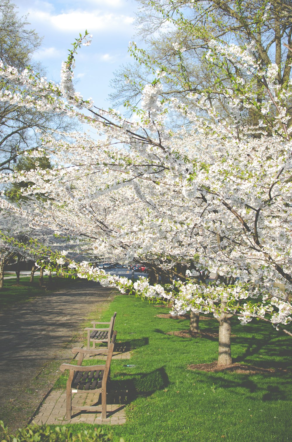 white petaled flowers during daytime