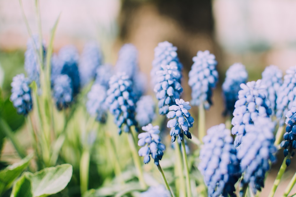 Fotografía macro de flores azules durante el día