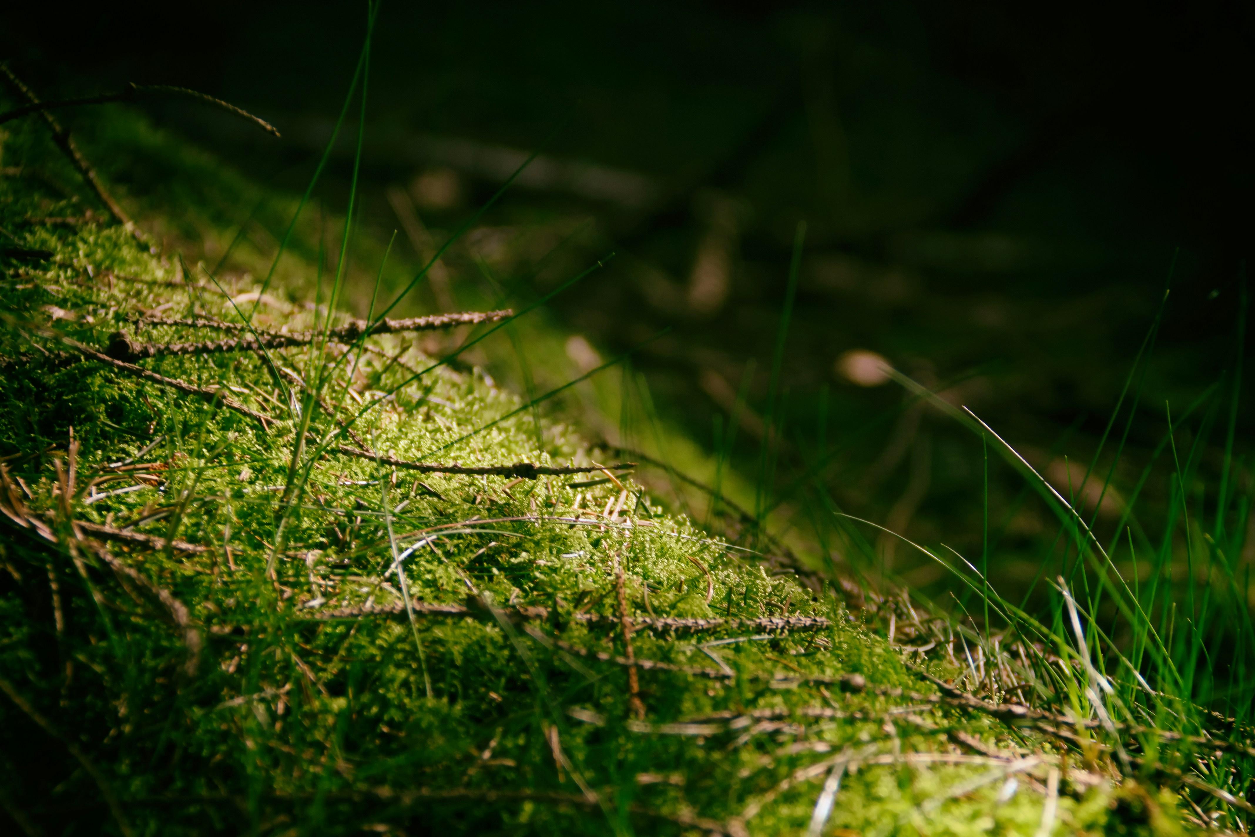 Free Unsplash photo from Mathijs Vos