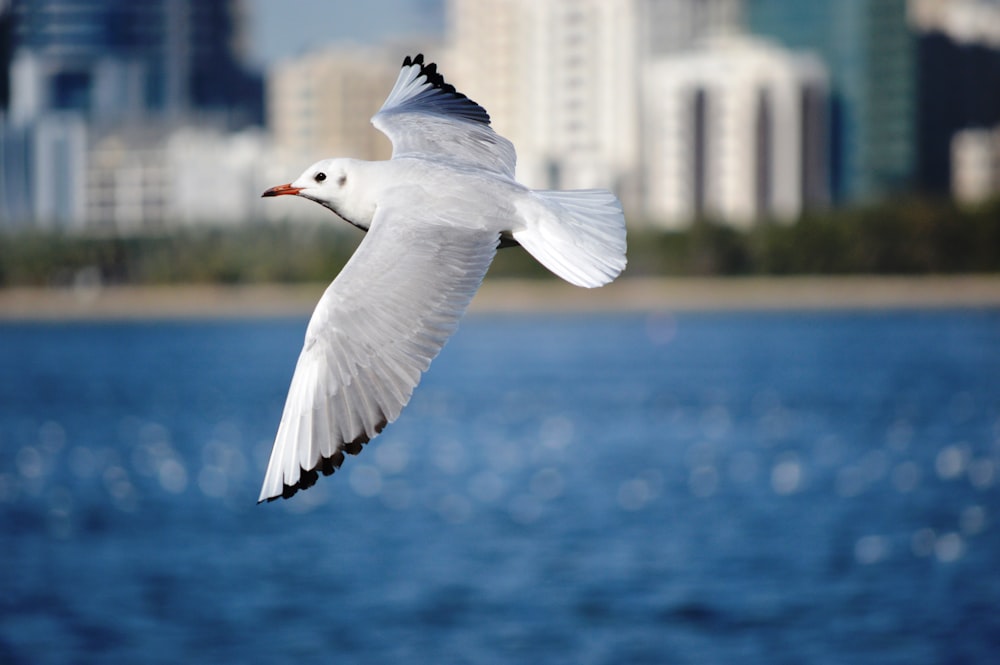 Fotografia de foco raso de gaivota voando sobre a água