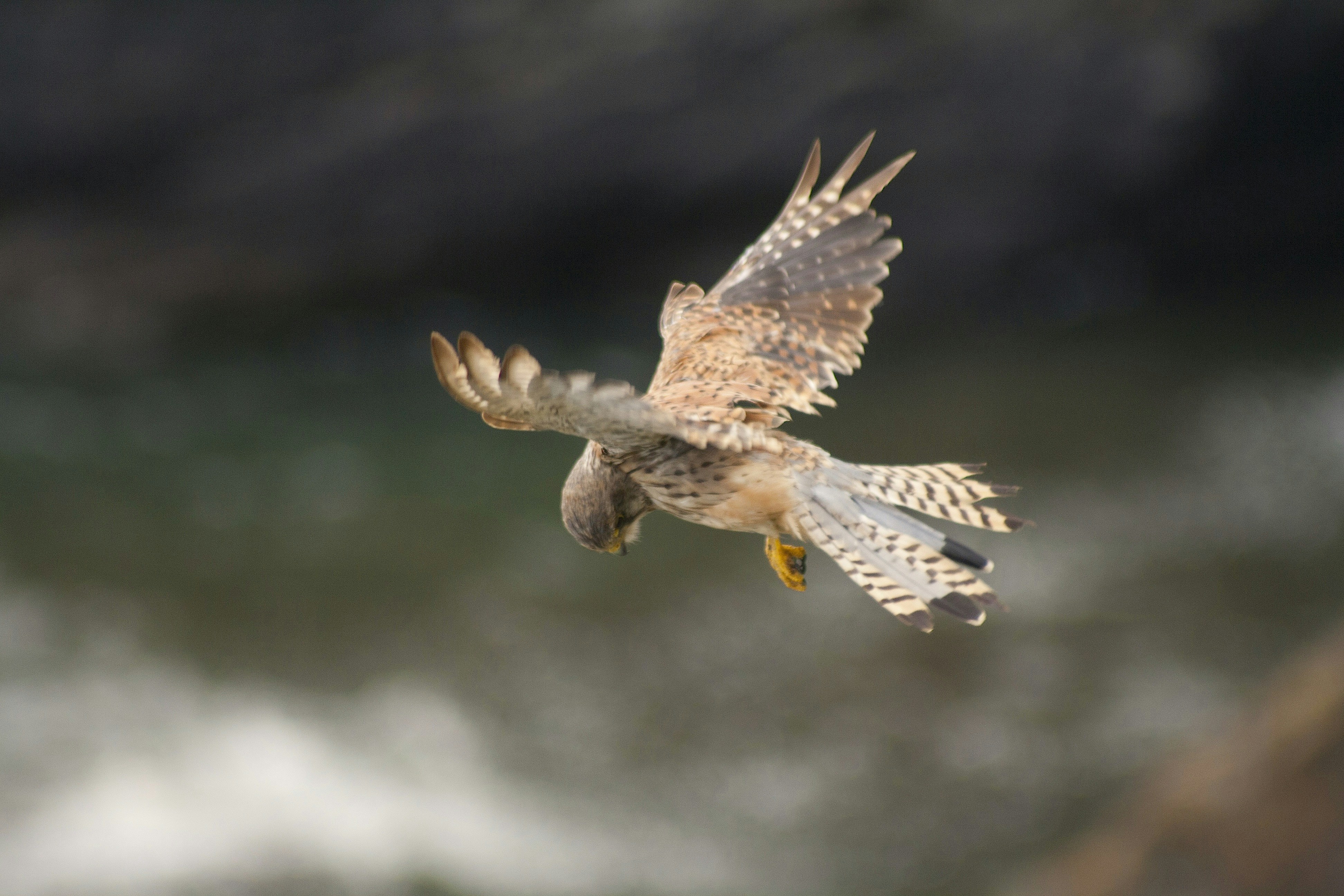 Free Unsplash photo from Philip Swinburn