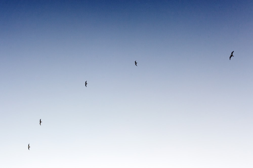 silhouette of birds flying in sky