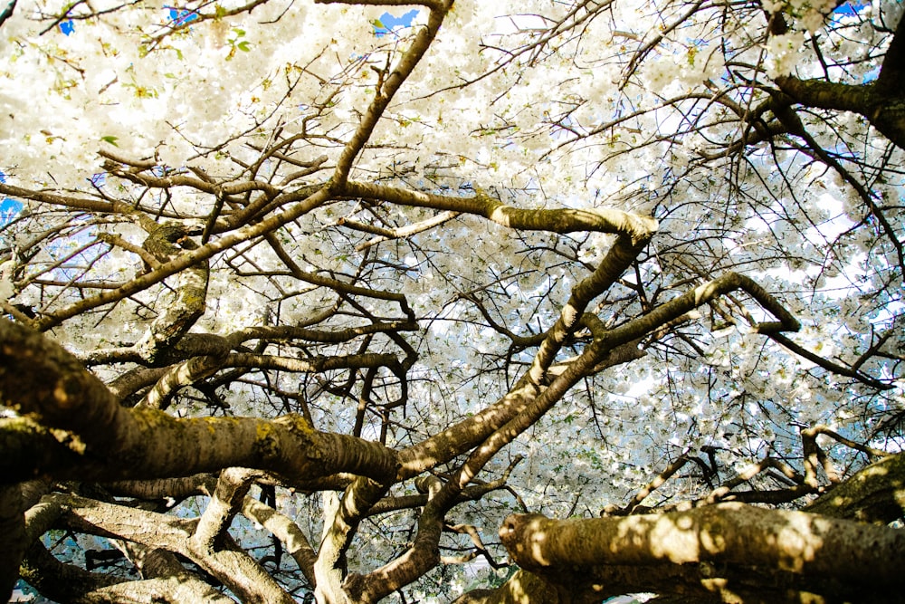 white-leafed tree