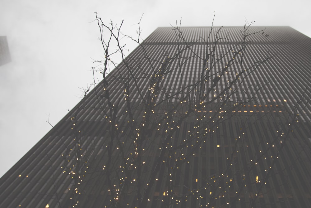 low angle photography of bare tree and building