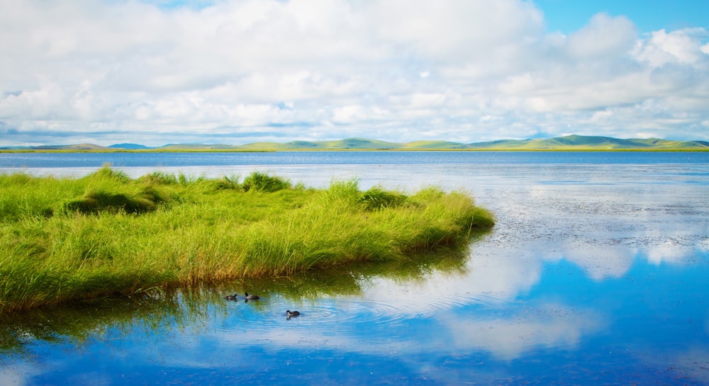 green grass near calm body of water