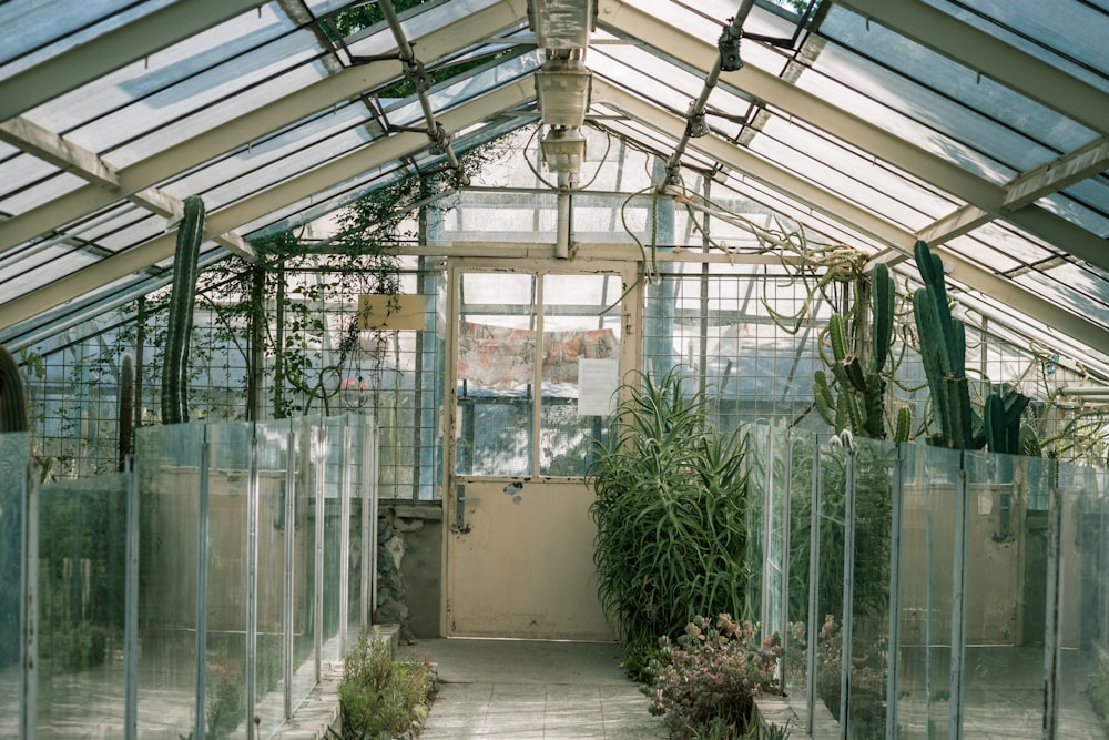 green plants on white wooden frame