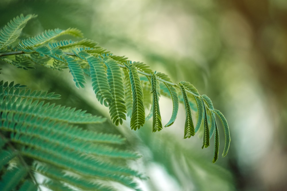 Hoja verde en la fotografía de primer plano