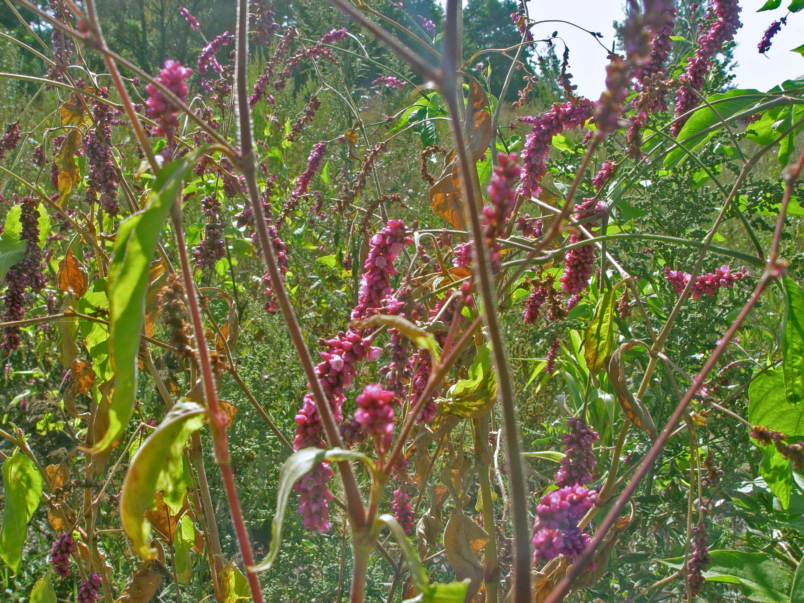 Free Unsplash photo from Elena Ilyinskaya