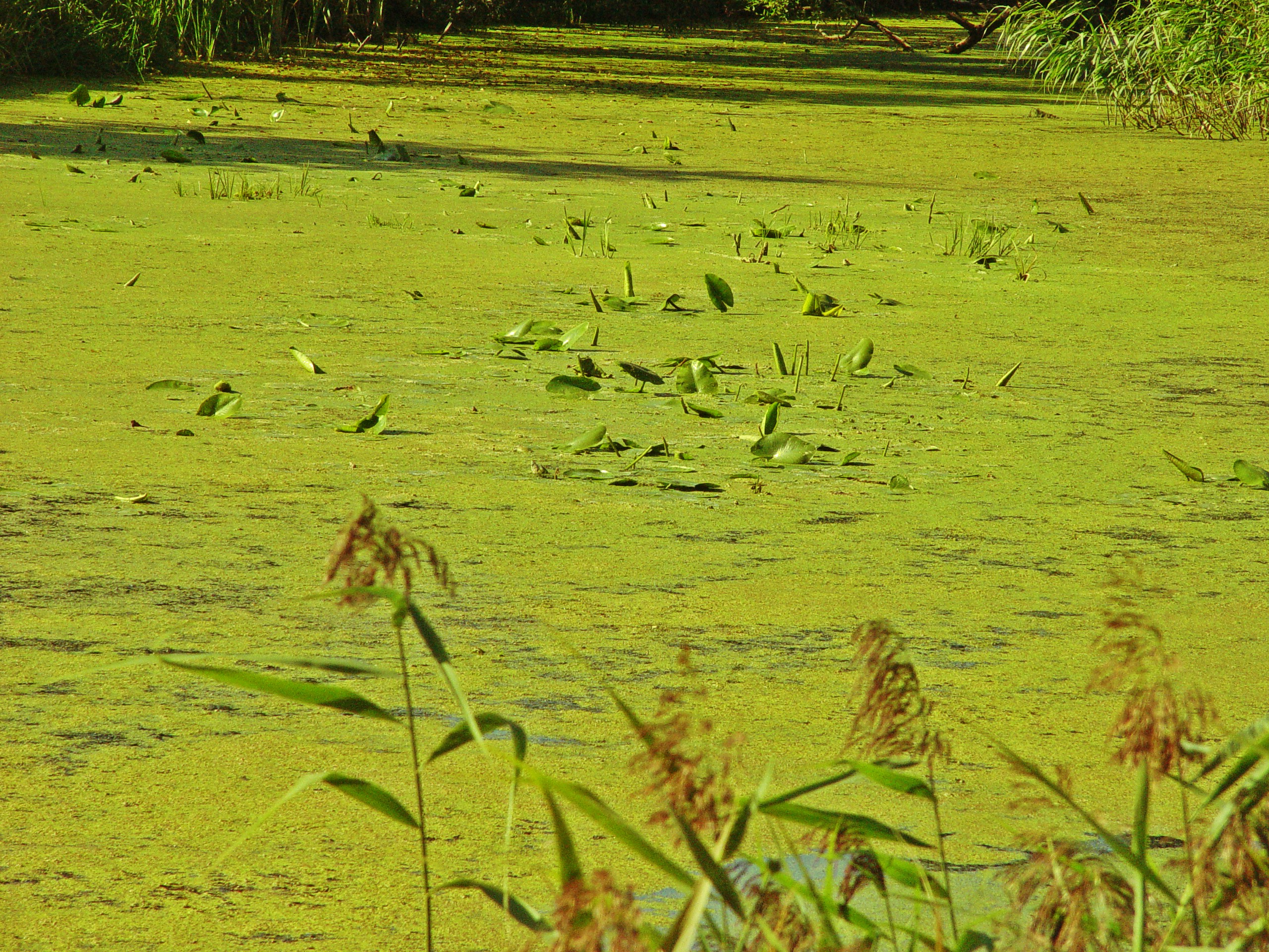 Free Unsplash photo from Elena Ilyinskaya