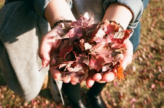 A woman gently gathering colorful autumn leaves in a sunlit garden.