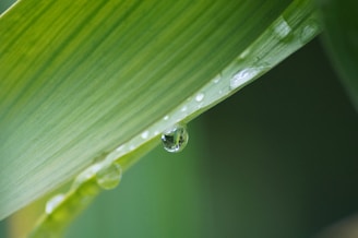 A vibrant close-up of a green leaf with dew drops reflecting light.
