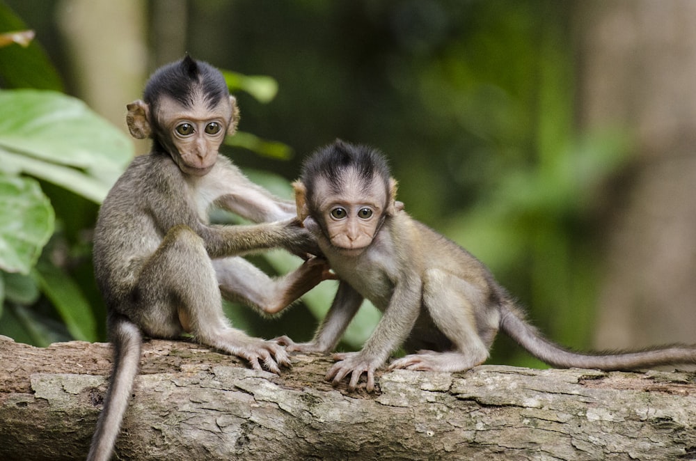 Monkeys Are Putting On A Funny Look Background, Monkey Meme Pictures  Background Image And Wallpaper for Free Download