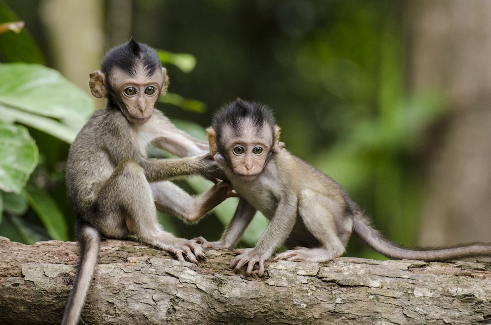 two baby monkeys on gray tree branch