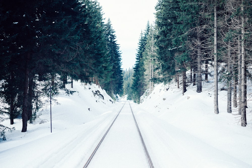 Carretera cubierta de nieve cerca de los árboles