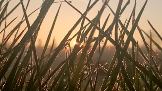 A serene early morning scene with dew-covered leaves glowing softly in the dawn light.