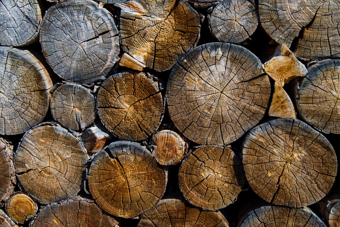 Entwaldung und globale Holznachfrage