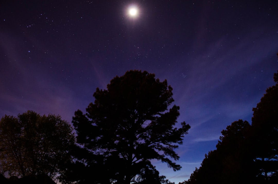 silhouette photography of trees