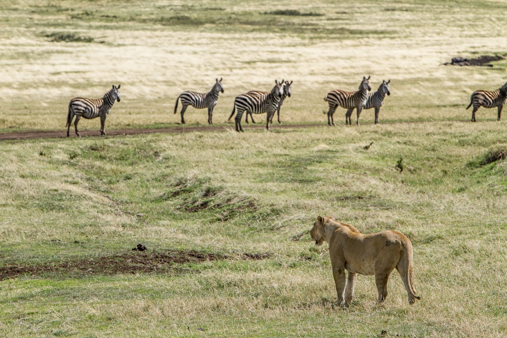 brown Cheetah hunting zebras