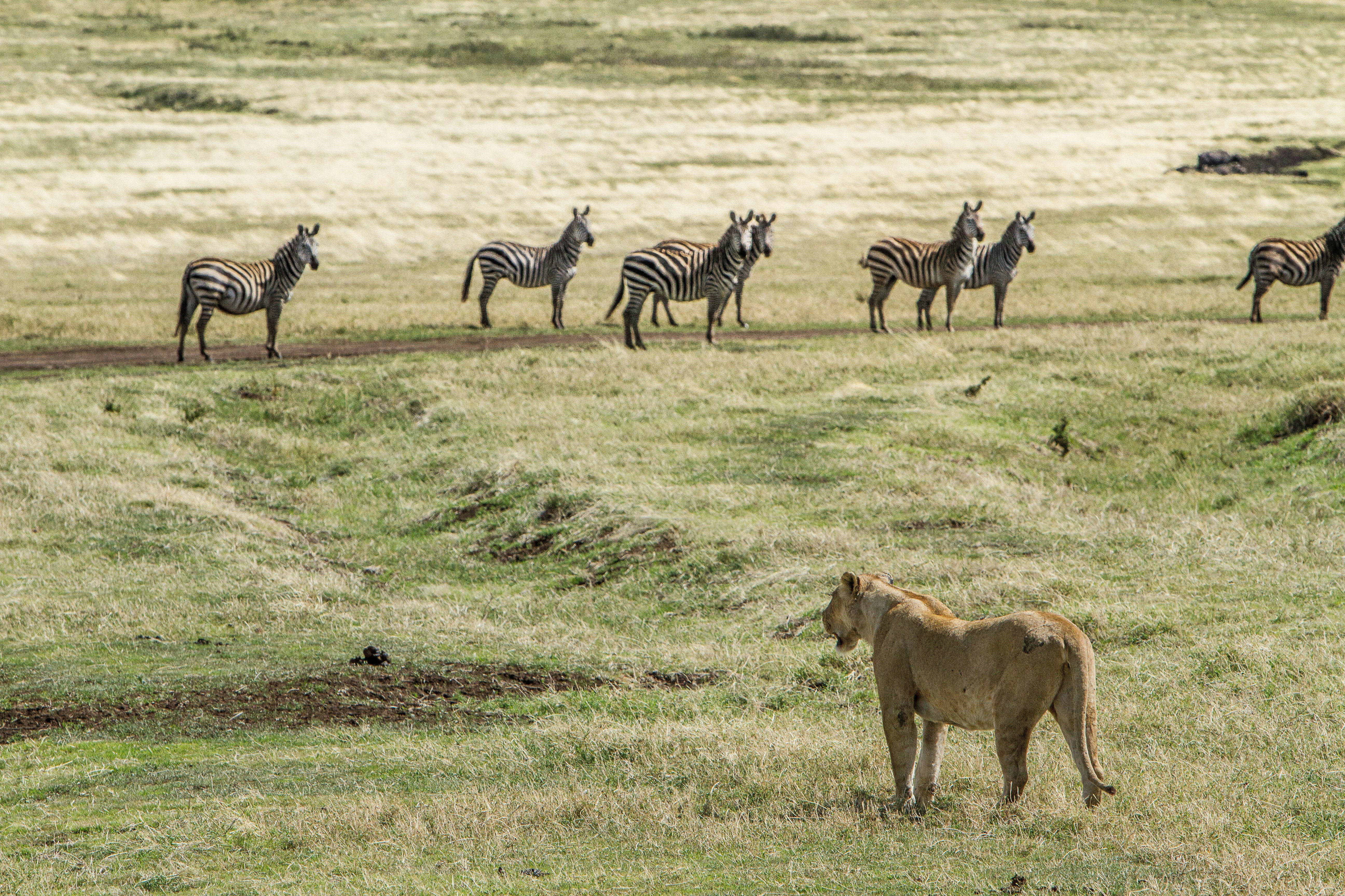 Close Encounters With Wildlife: Camping Adventures