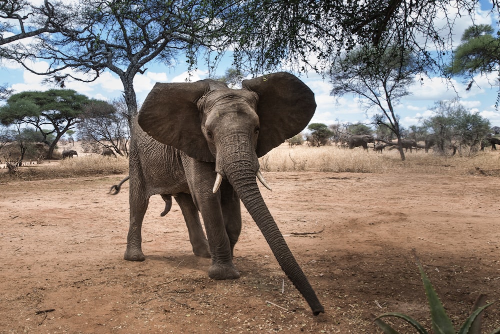 Grauer Elefant tagsüber unter Baum