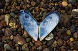 An open mussel shell resembling a heart shape is placed on a bed of small, multicolored pebbles. The shell's interior shows iridescent hues and textures, creating a contrast against the earthy tones of the stones.