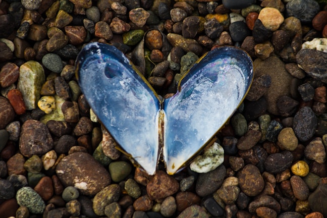 An open mussel shell resembling a heart shape is placed on a bed of small, multicolored pebbles. The shell's interior shows iridescent hues and textures, creating a contrast against the earthy tones of the stones.