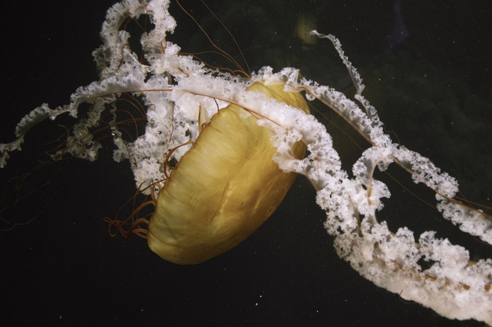 brown and white jellyfish