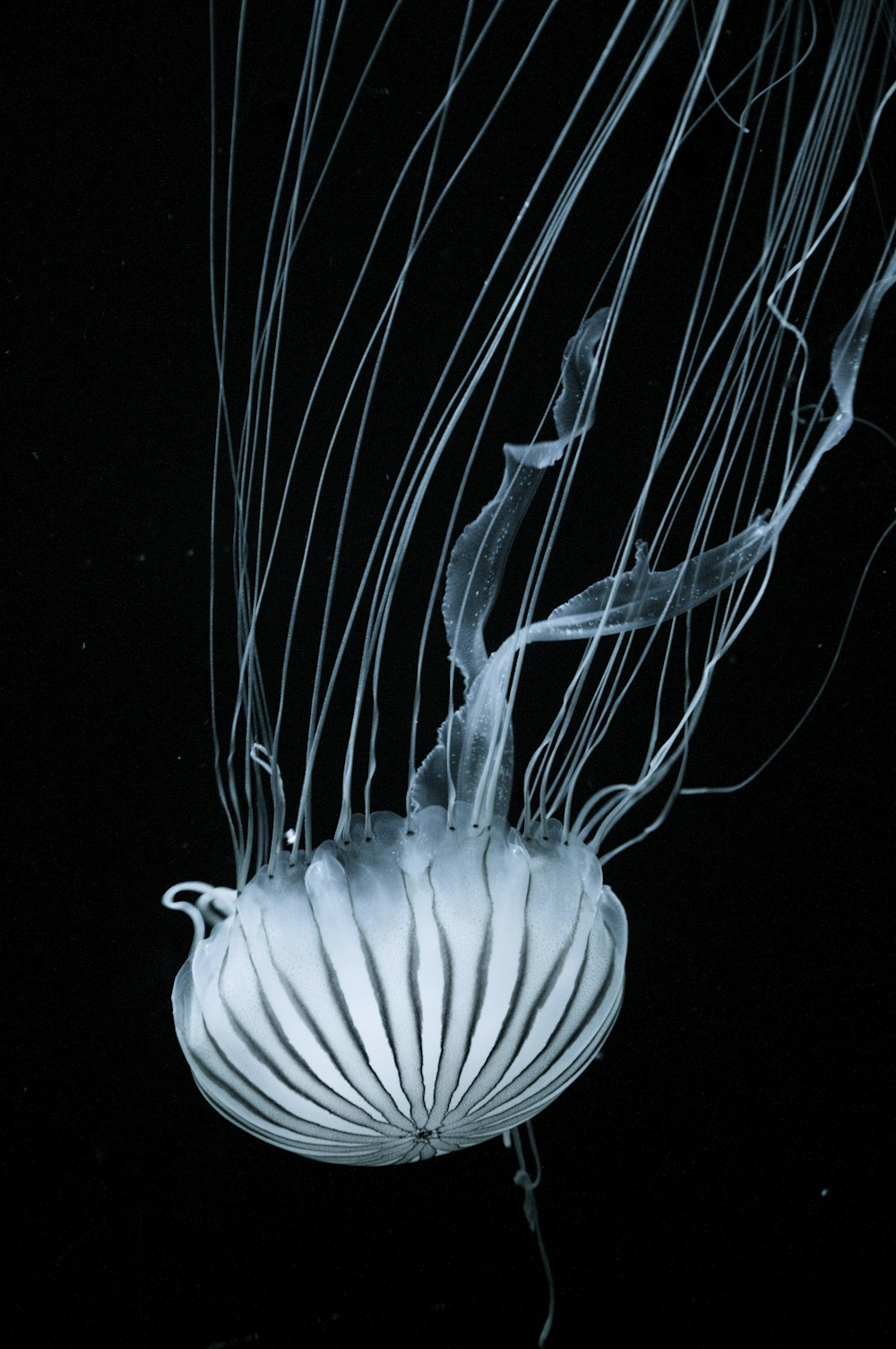 white jellyfish