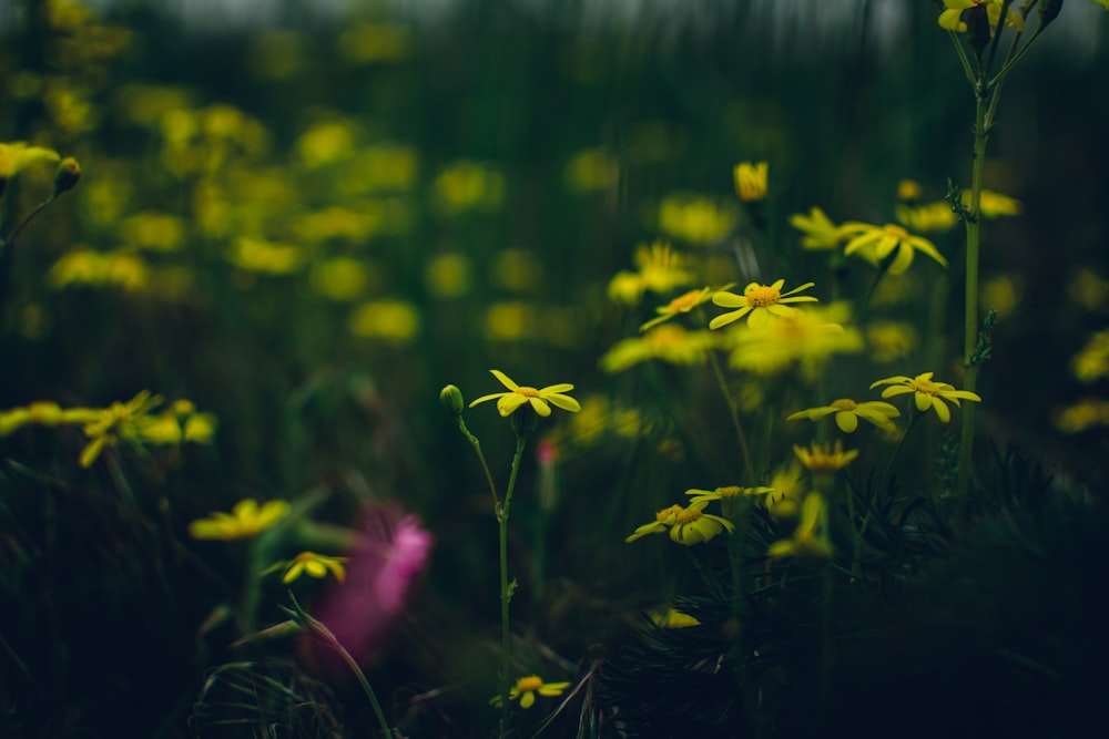 yellow petaled flower field