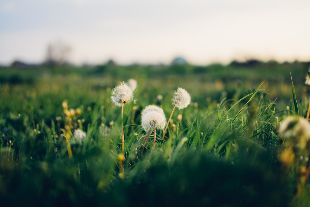 flores de diente de león que florecen