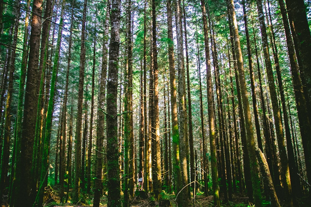 森の木の写真撮影