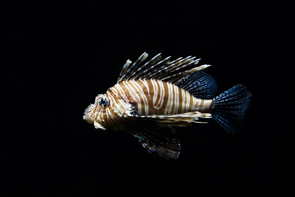 Pesce bruno e azzurro