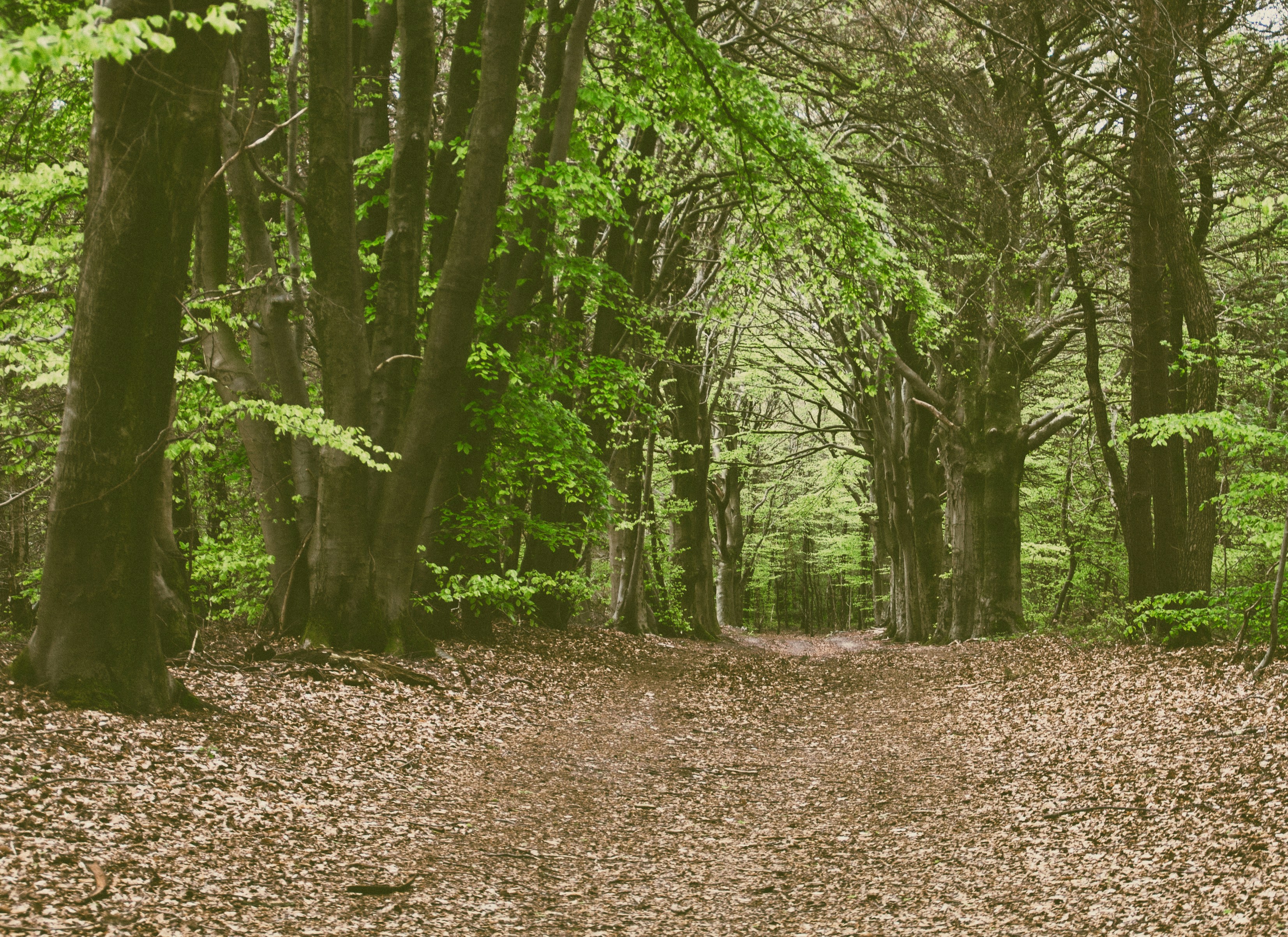 Free Unsplash photo from Mathijs Vos