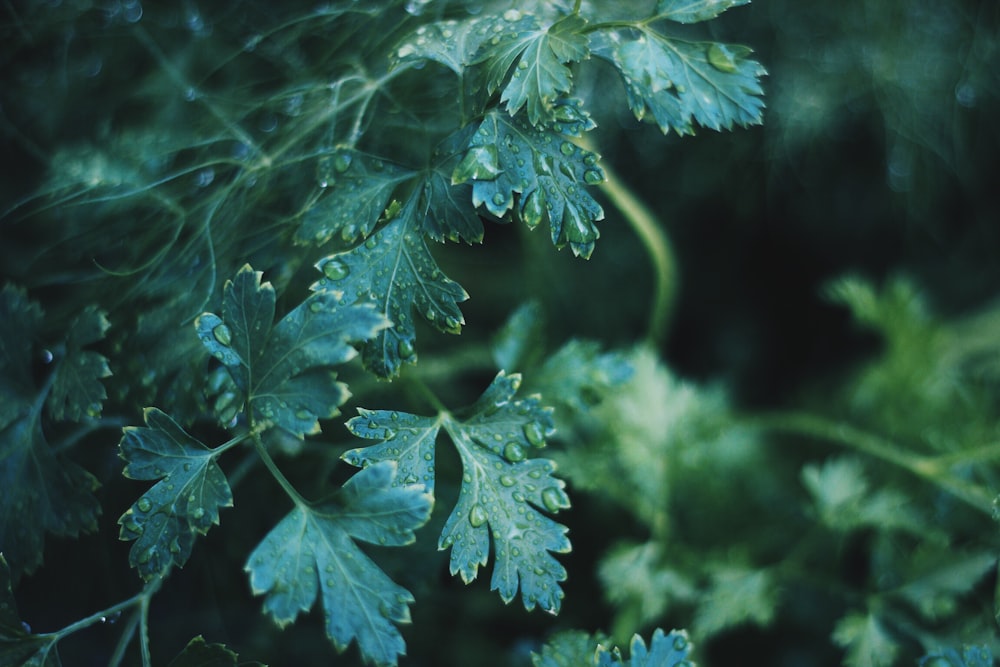 물이슬이 맺힌 녹색 잎의 선택적 초점 사진