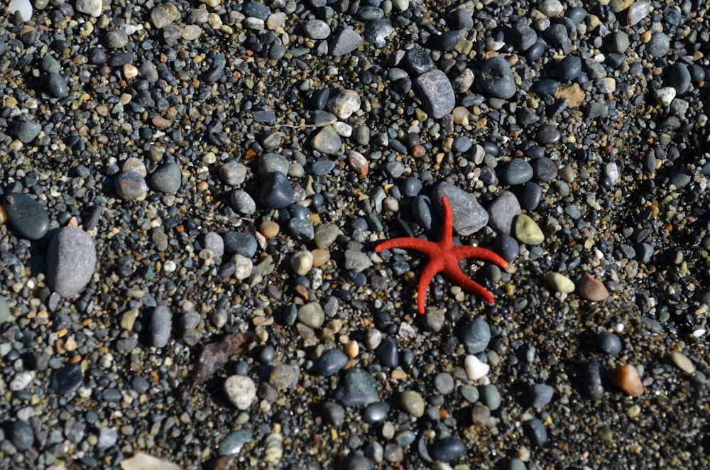 starfish in the pebbles
