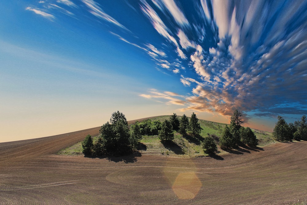 alberi a foglia verde nel deserto