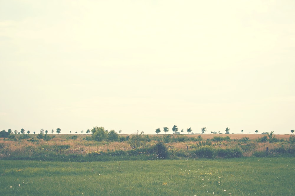 landscape photography of green grass field