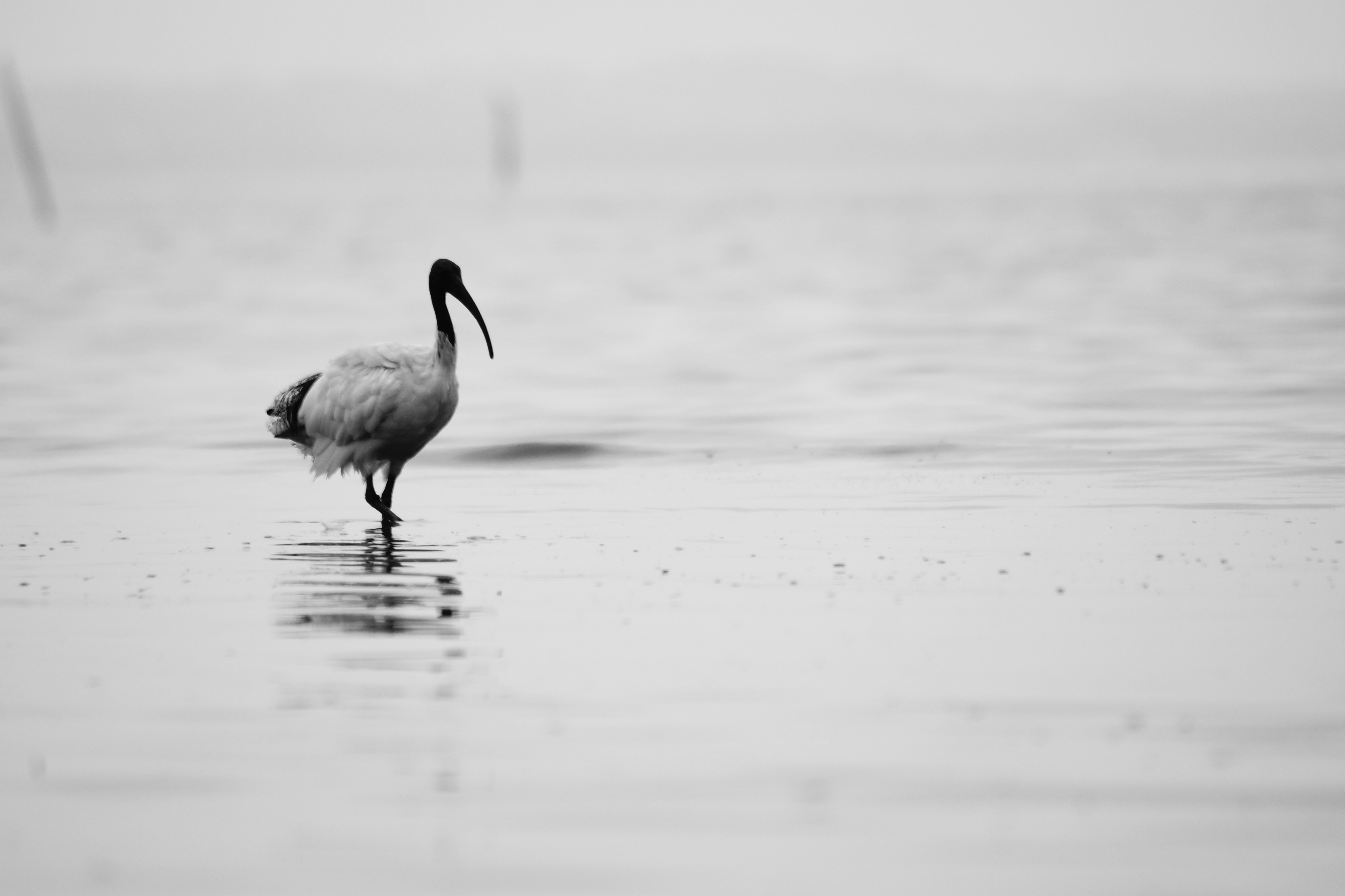 white and black bird in body of water