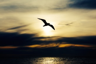 silhouette of bird in flight