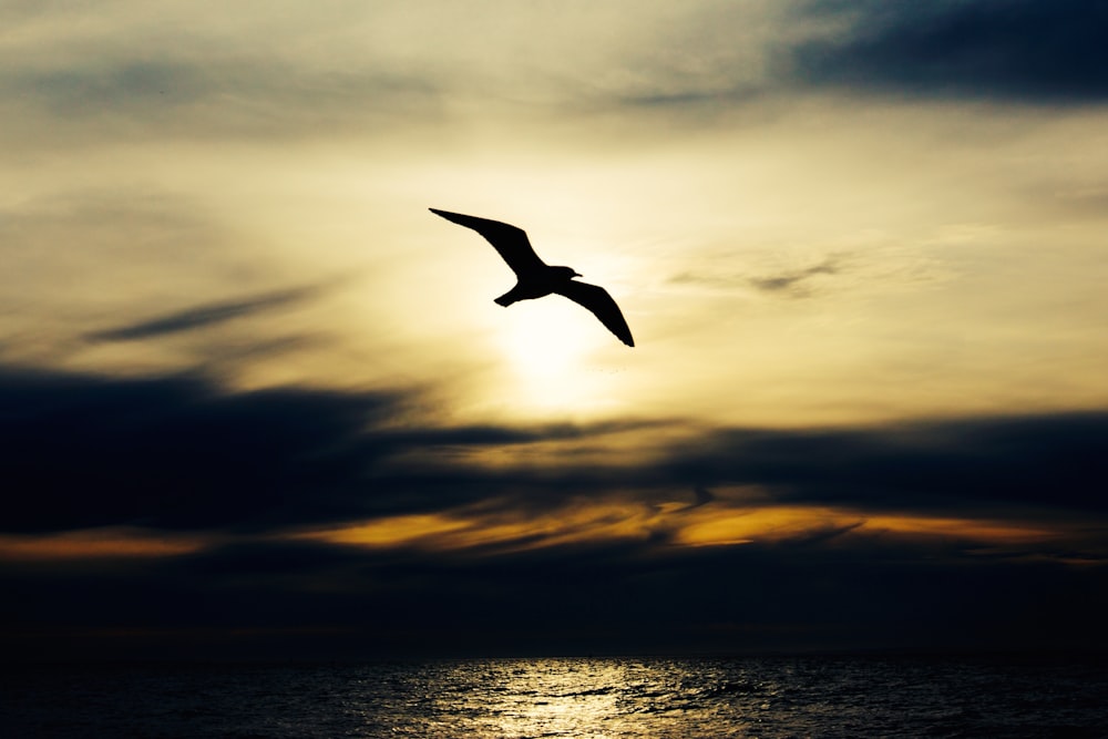 silhouette of bird in flight