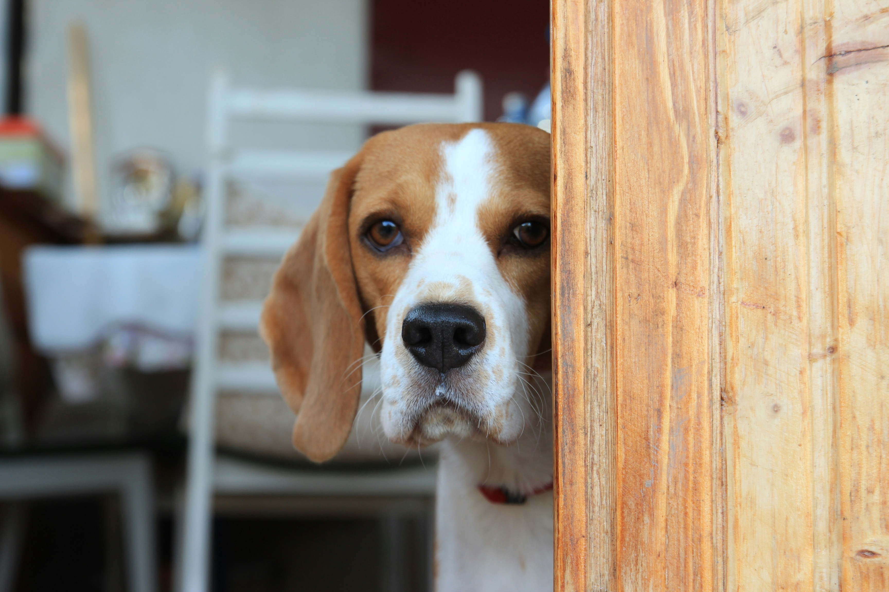 Free Unsplash photo from Sandra Prigo