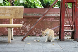 A ginger and white cat is cleaning itself while sitting on a tiled pathway next to a wooden bench. The background includes a red wall, green foliage, and a red metal structure. Some leaves are scattered on the ground, adding to the slightly weathered appearance of the setting.