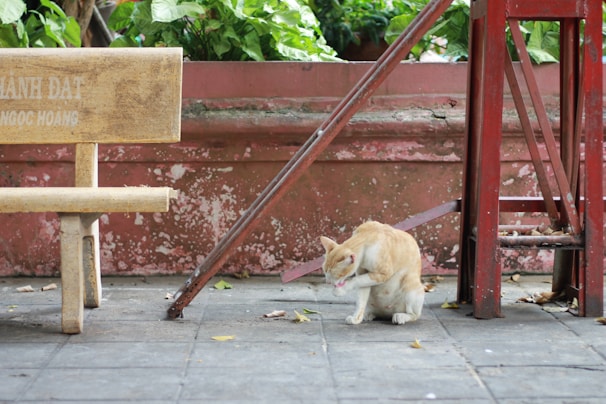 A ginger and white cat is cleaning itself while sitting on a tiled pathway next to a wooden bench. The background includes a red wall, green foliage, and a red metal structure. Some leaves are scattered on the ground, adding to the slightly weathered appearance of the setting.