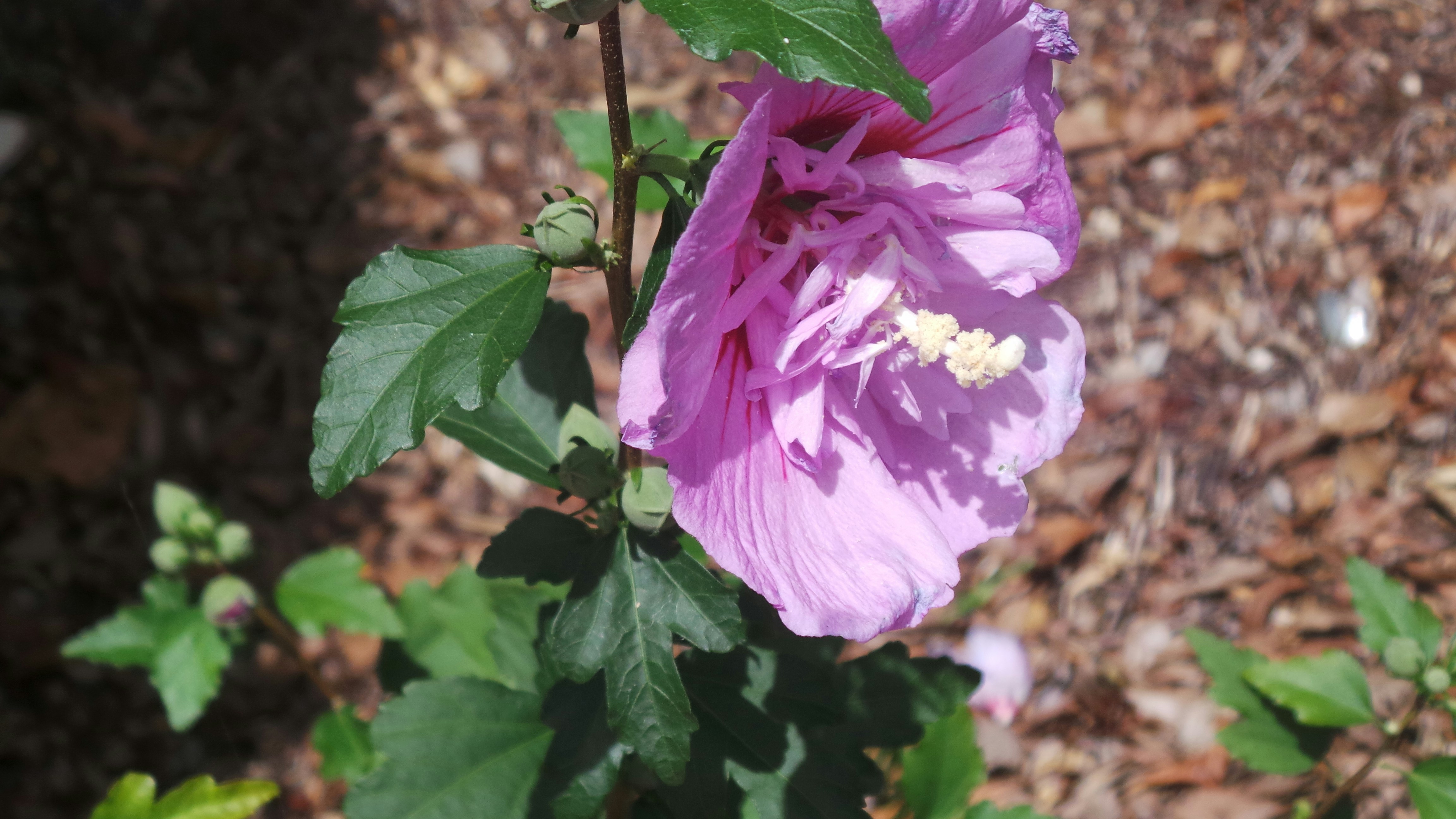 Free Unsplash photo from Shea O'Keeffe