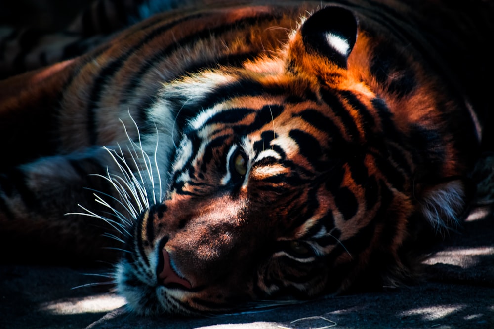 photograph of sleeping tiger