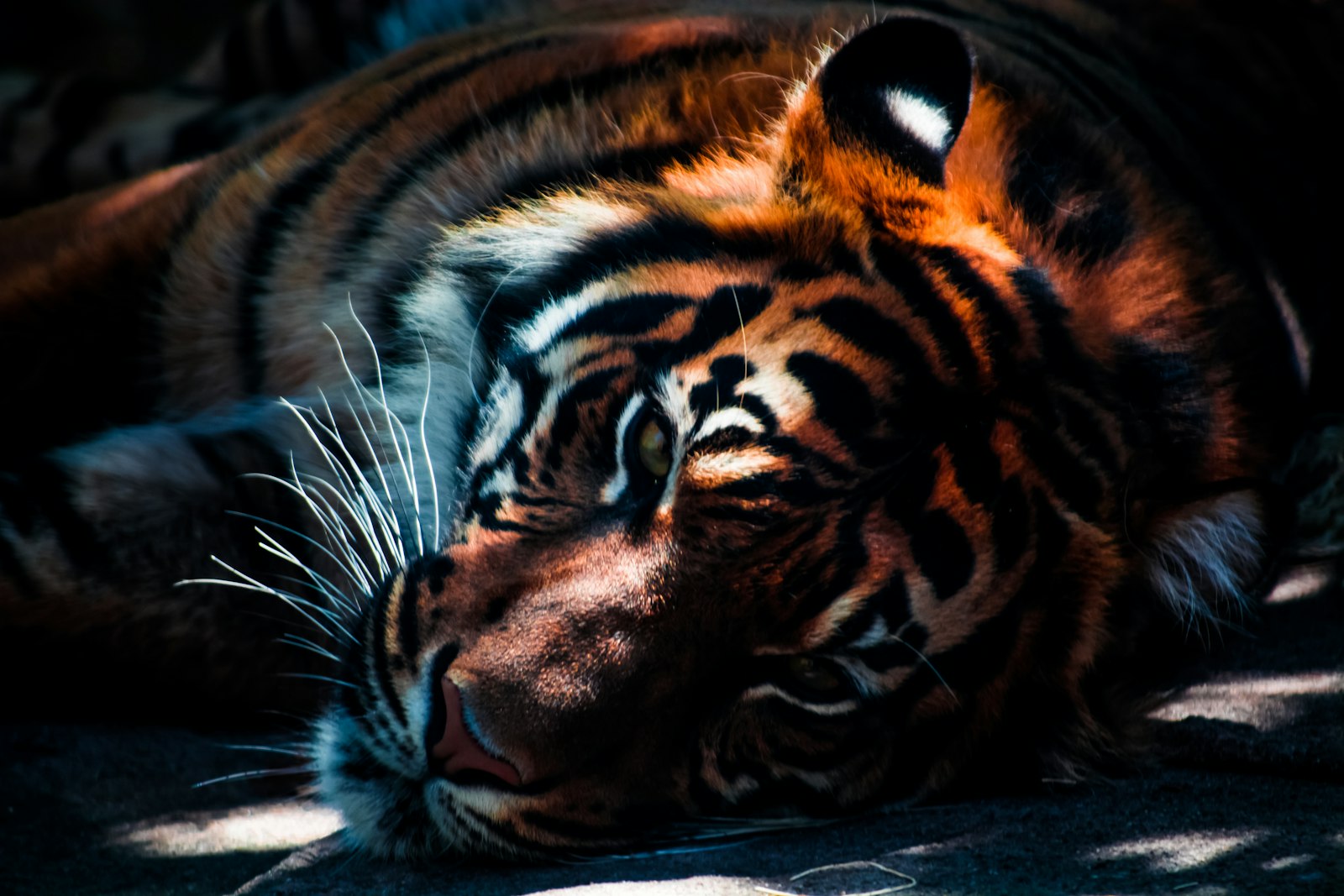 Nikon D5200 + Nikon AF-S DX Nikkor 55-200mm F4-5.6G VR sample photo. Photograph of sleeping tiger photography