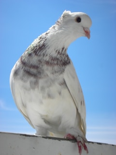 A close-up of a Syahdan pigeon perched gracefully on a wooden fence in soft morning light