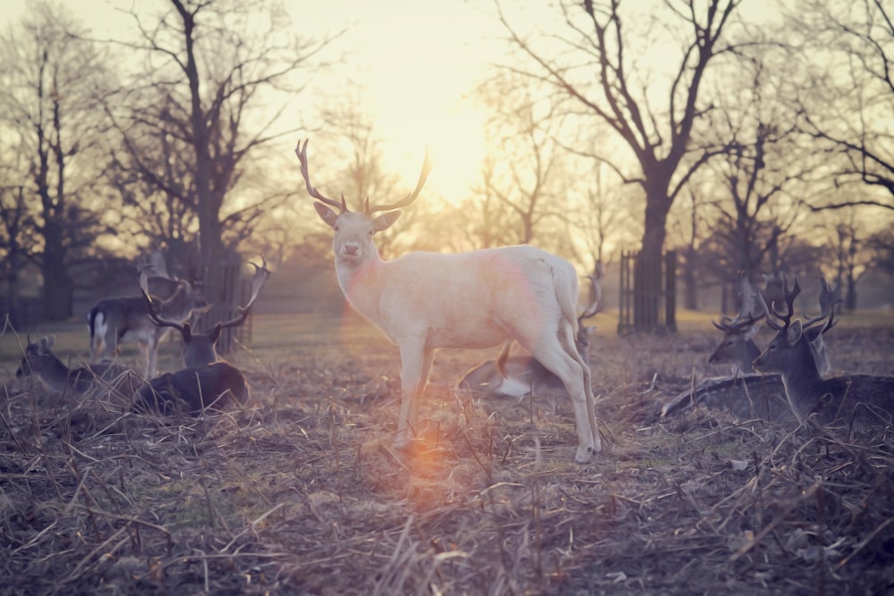 deer standing in middle of group