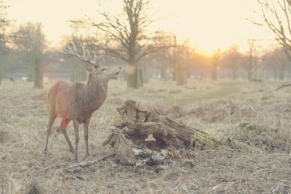 photo of brown deer