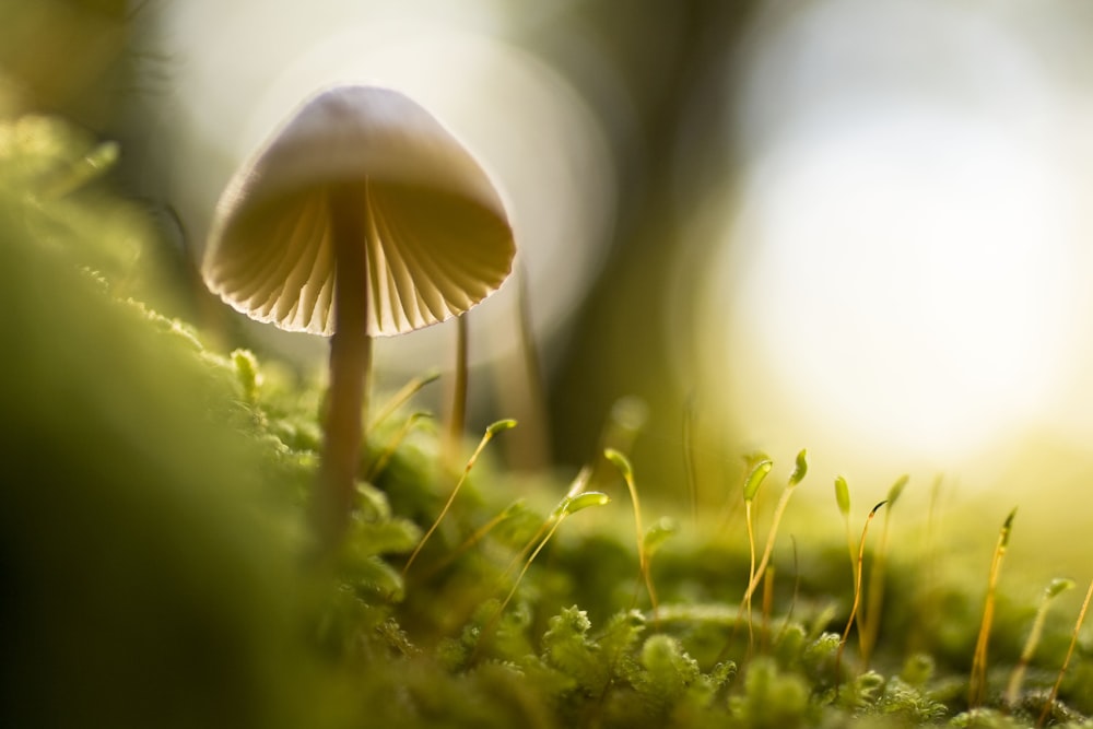 fotografia de foco seletivo de cogumelo